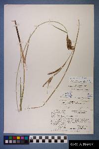 Carex emoryi image